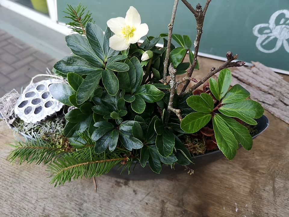 Winterliche Pflanzschale mit Christrose, Tannenzweigen und Moos für das Grab